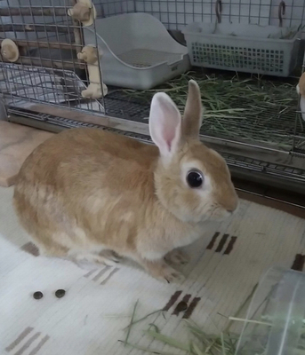 うさぎのうっ滞 症状 体を投げ伸ばし 呼吸が荒く 大好きなリンゴも受け付けなくなる うさぎと発酵