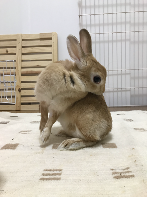 うさぎの換毛 牧草をよく食べ 薄緑色で直径1センチ弱の良いうんちに うさぎと発酵