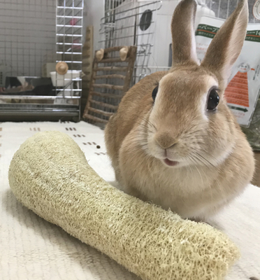 うさぎのうっ滞 症状 体を投げ伸ばし 呼吸が荒く 大好きなリンゴも受け付けなくなる うさぎと発酵