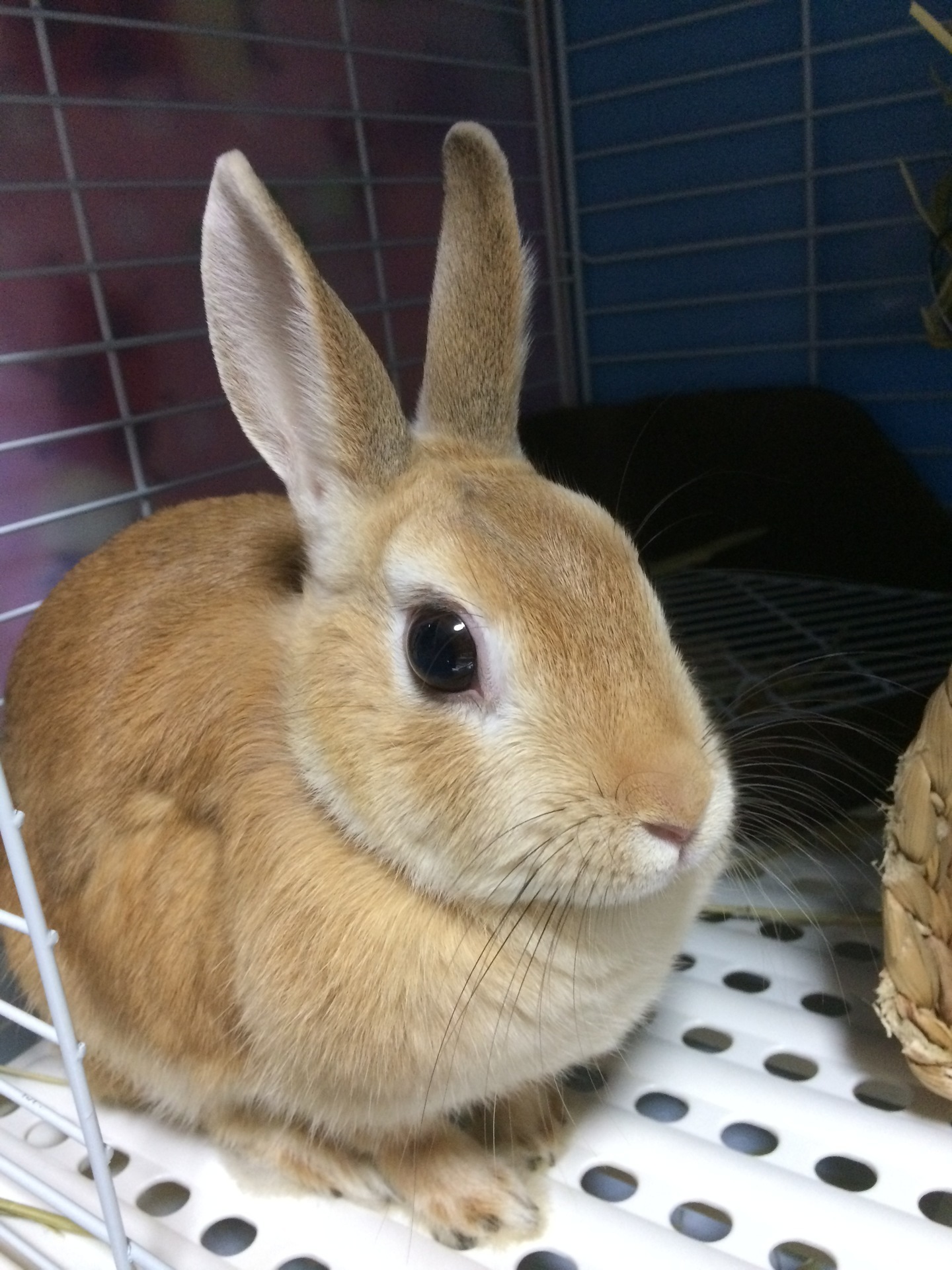 秋 うさぎの長距離移動 地下鉄 新幹線を乗り継いで うさぎと発酵