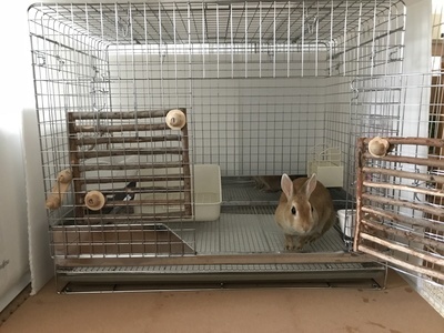 プロケージ80 うさぎのしっぽ通販は、『プロケージ80』を全国へお届け