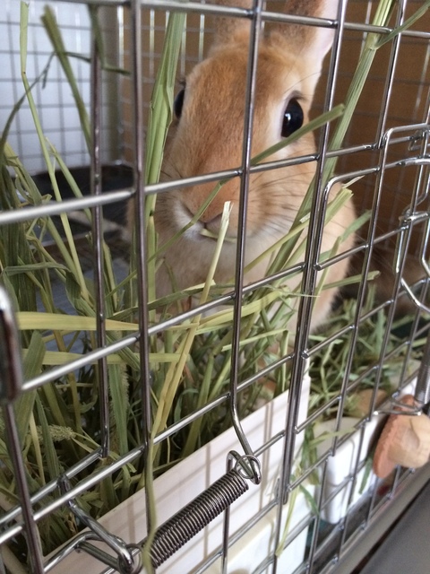 うさぎが食べる牧草 チモシー うさ子は牧草大好き うさぎと発酵