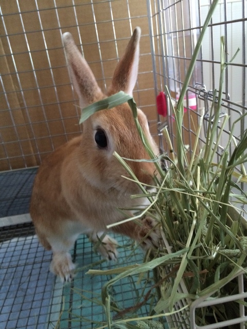 うさぎが食べる牧草 チモシー うさ子は牧草大好き うさぎと発酵