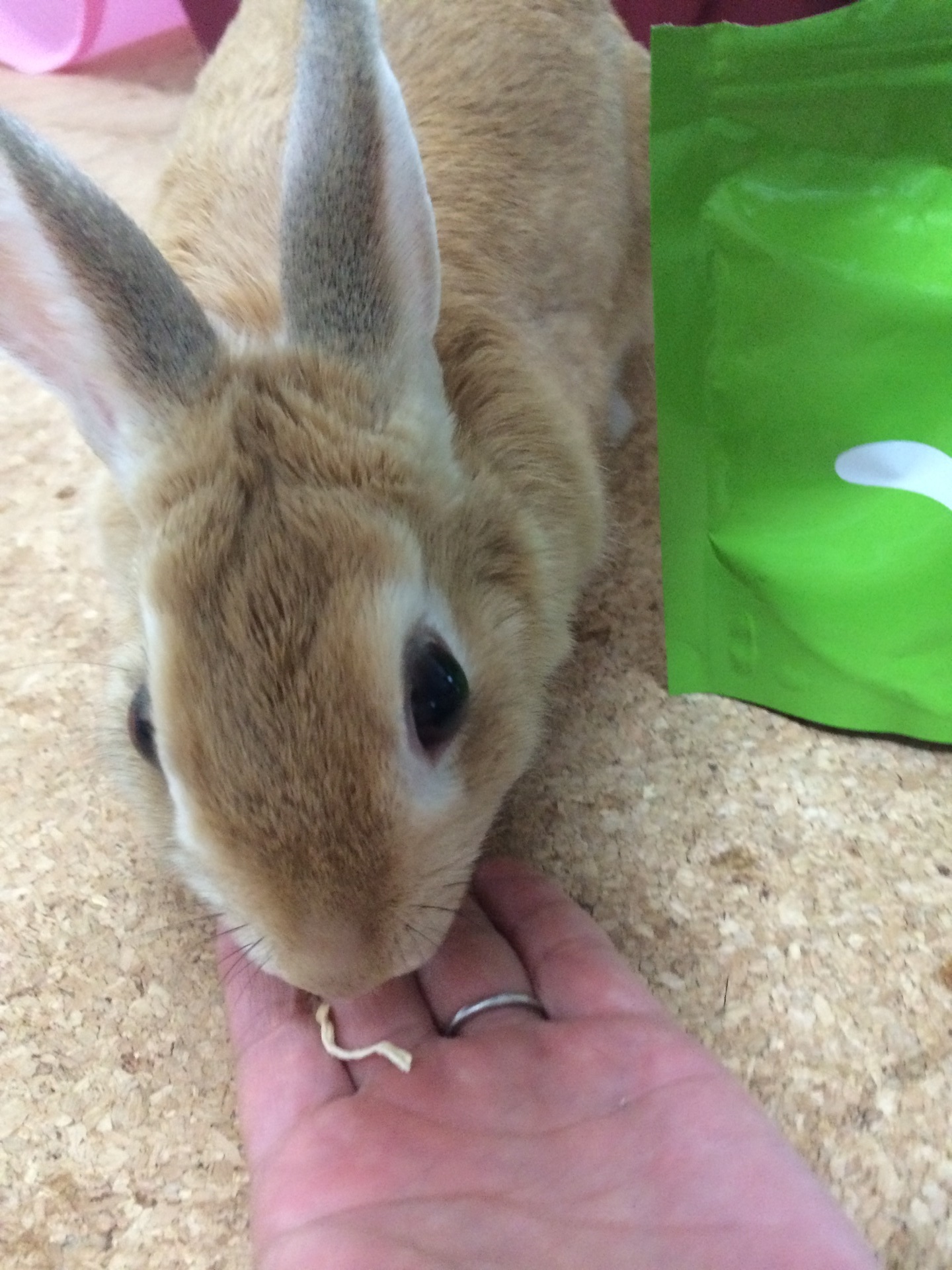 うさぎの減量 糖度の高いものを極力避けある あるいは 少量にする うさぎと発酵