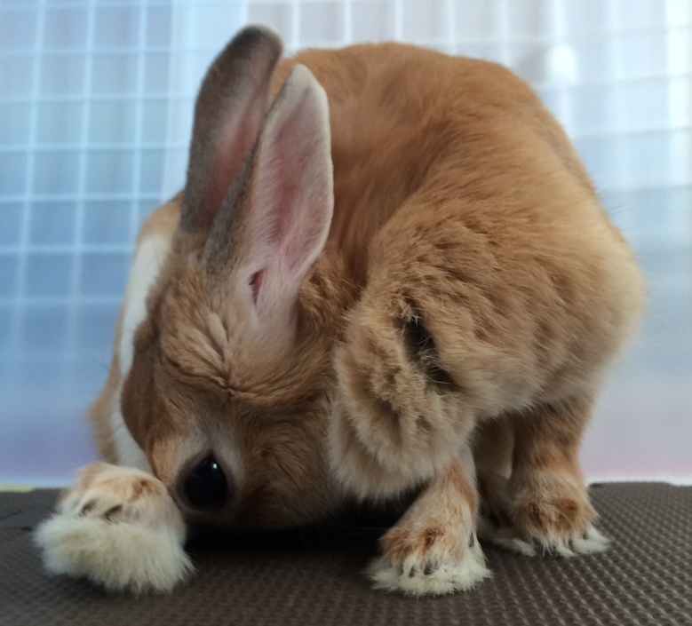 我が家のうさぎのさまざまな行動 うさぎのこてん 食糞 毛づくろい 香箱座り うさぎと発酵